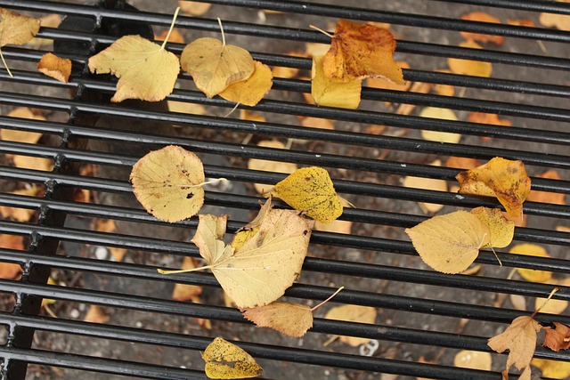 Blätter, Natur, Herbst, Gelb