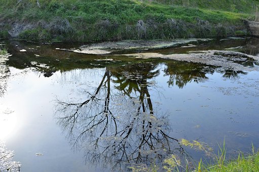 Speilbilde, Vann, Tre, Natur