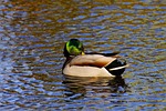 duck, drake, water bird