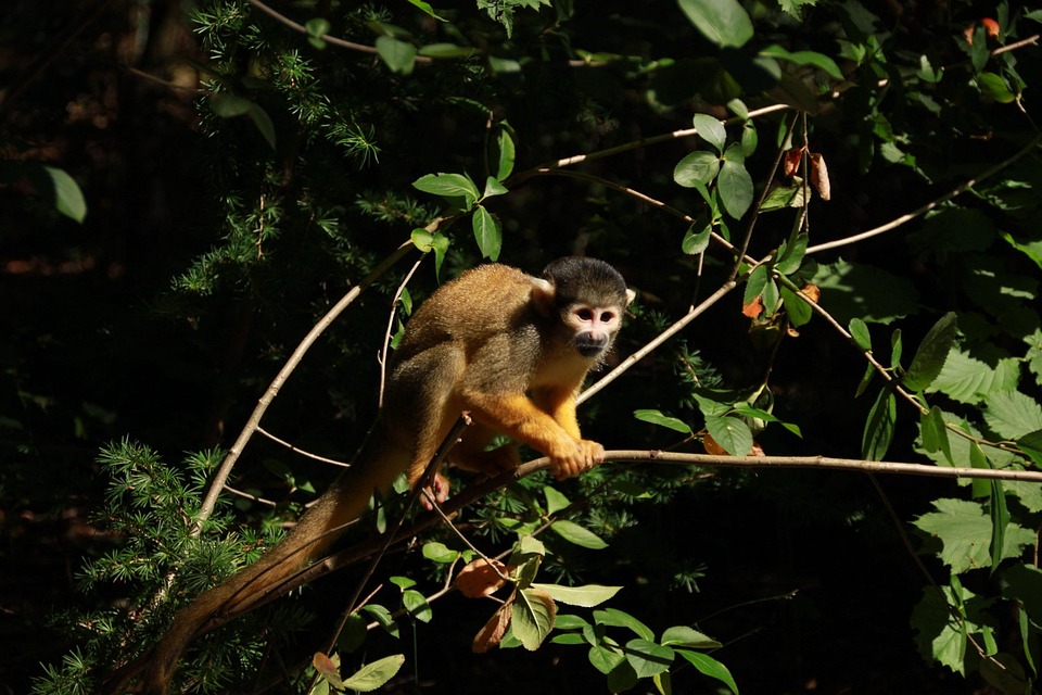 Monkey Forest Zoo Free Photo On Pixabay Pixabay monkey-forest-zoo-free-photo-on-pixabay-pixabay