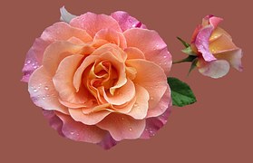 Free photo: Rose, Augusta Luise, Flowers, Pink - Free Image on Pixabay