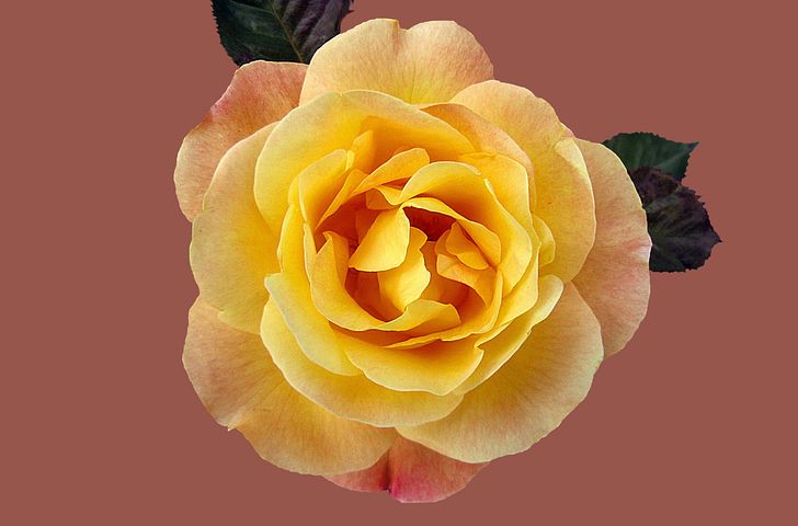 1 Free フロリバンダローズミュンヘンハート Rose Images