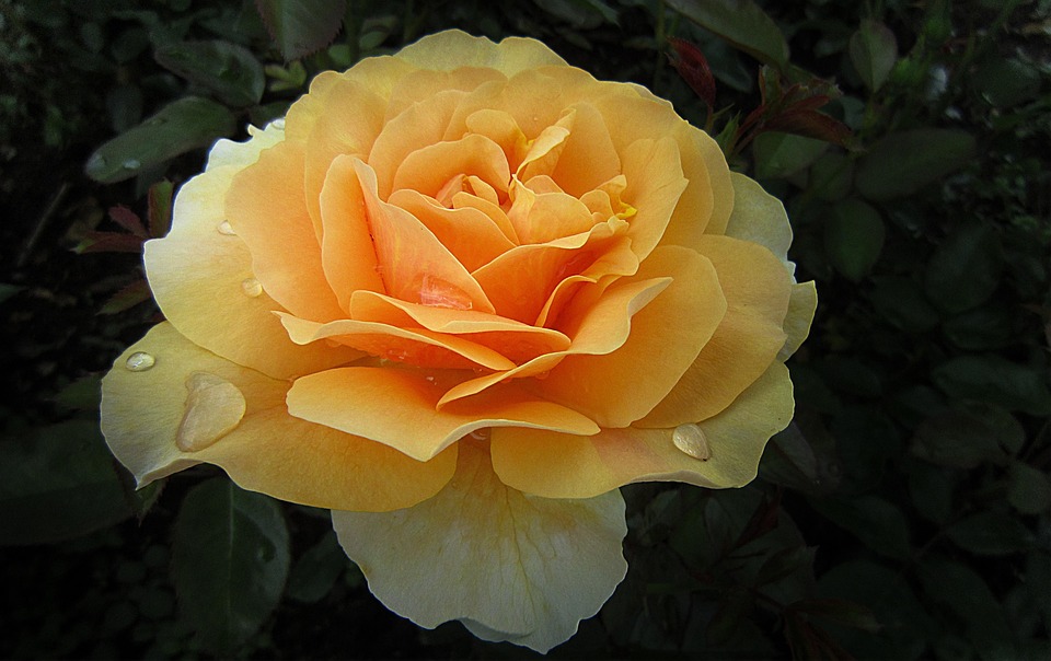 Rose Garden Bad Kissingen Free photo on Pixabay Pixabay