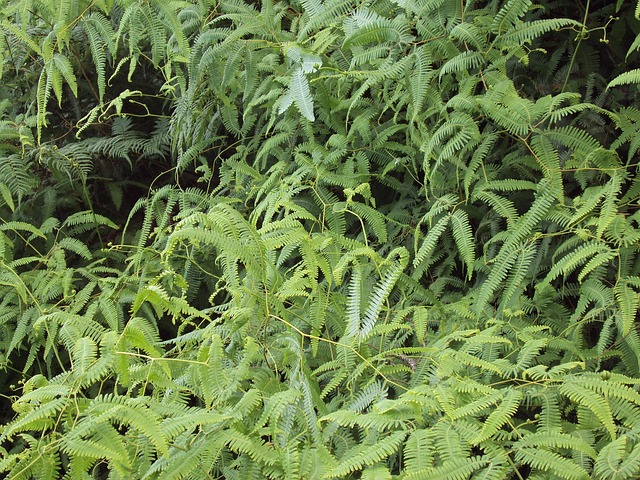 Samambaia, Verde, Natureza
