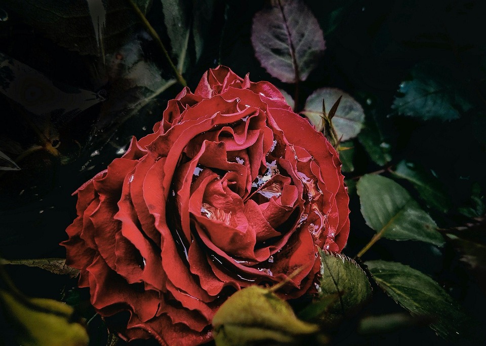 Rosado Rojo Lluvia Foto gratis en