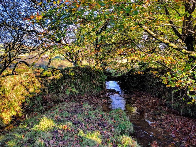 Kreek, Platteland, Herfst, Bos, Bladeren