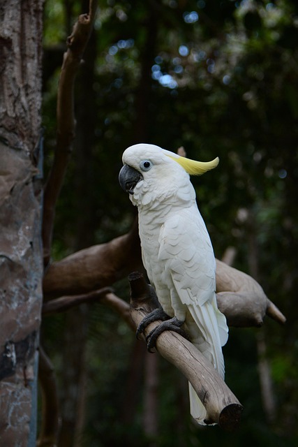 Papagal Macaw, Grădina Zoologică Ubon