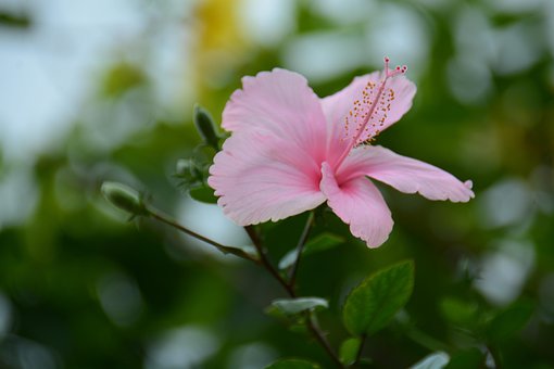Hibiscus, Roz, Floare, Thai