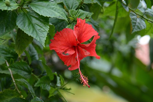 Hibiscus, Roșu, Floare, Thai