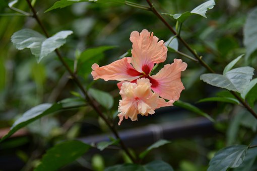 Hibiscus, Galben, Floare, Thai