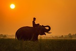 africa, africans, animals