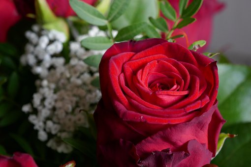 Rose, Rød, Rød Rose, Struds, Elsker