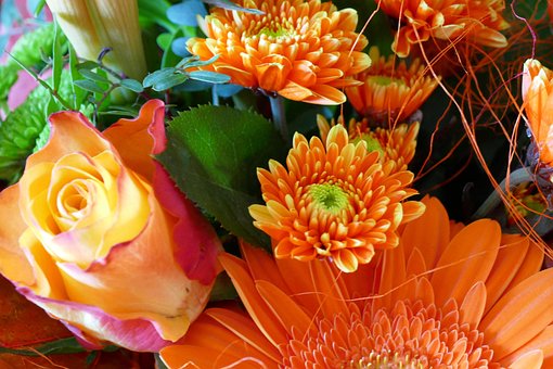 Blomst, Struds, Blomstre, Flok Blomster