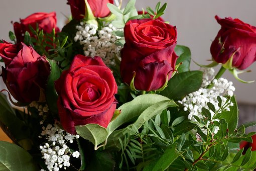 Rose, Rød, Rød Rose, Struds, Elsker