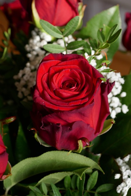Rose, Rød, Rød Rose, Struds, Elsker