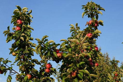 Æble, Æbletræ, Æbler, Frugt, Natur