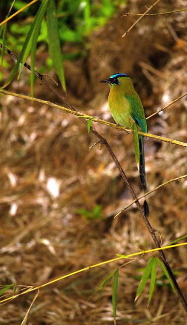 Free Bird Torogoz photo and picture