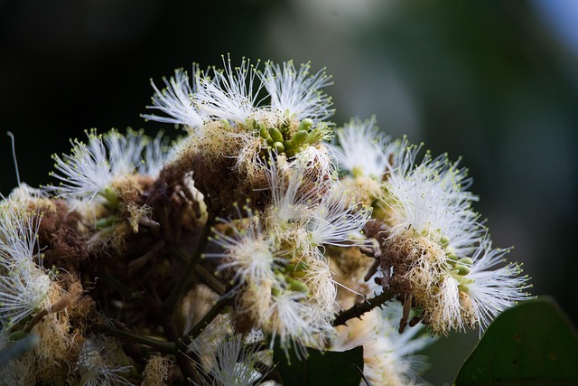 Free Macro Plant photo and picture