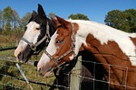 horse, animal, mammal
