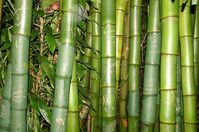 Bambu Hari Libur Eksotik - Foto gratis di Pixabay - Pixabay