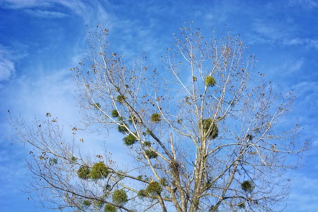 Free Mistletoe Half Parasite photo and picture