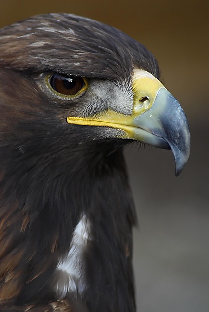 Free Eagle Head photo and picture