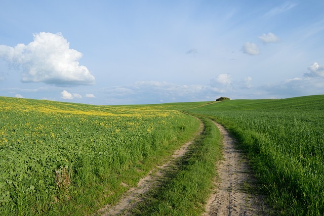 Veld, Road, Landbouw, Manier, Landschap