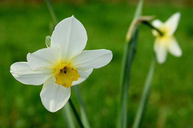 Bloemen, Natuur, Plant, Geel, Green