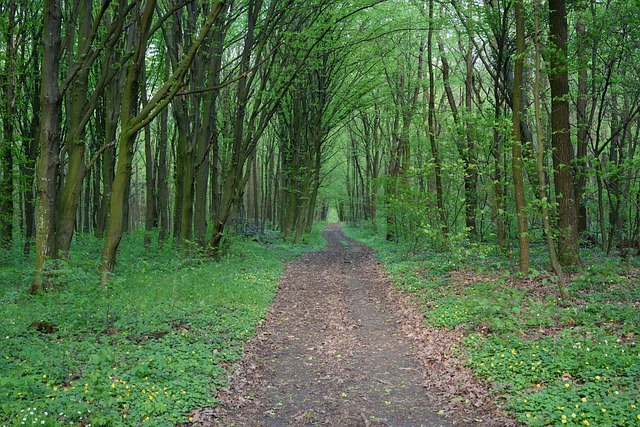 Forest, Manier, Road, Bomen, Vakantie