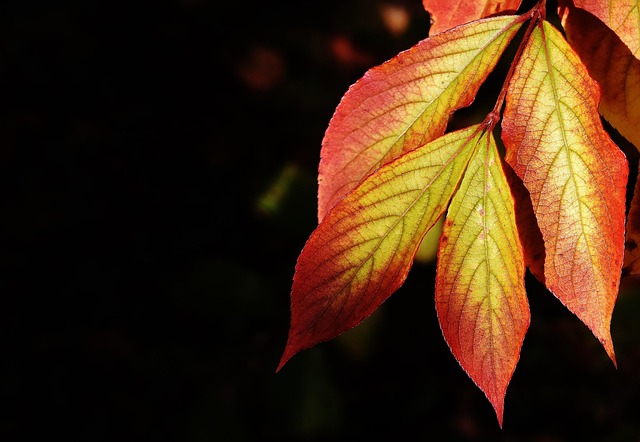 Free Leaves Fall photo and picture