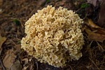 mushroom, spongy, cauliflower mushroom