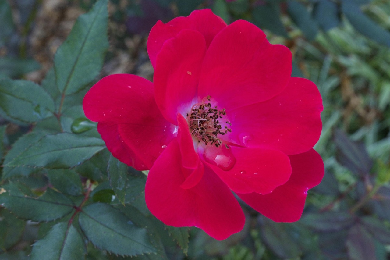 Rose Rouge Fleur - Photo gratuite sur Pixabay - Pixabay