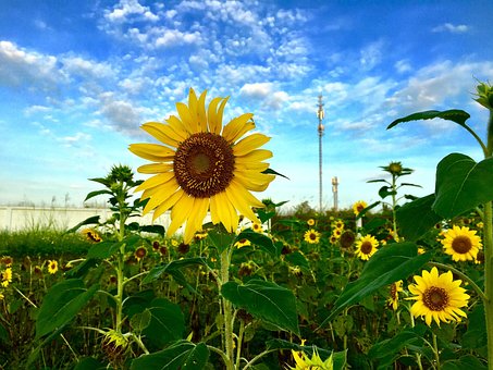 Free Sunflower Sun Flower photo and picture