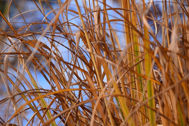 Free Fall Grass photo and picture