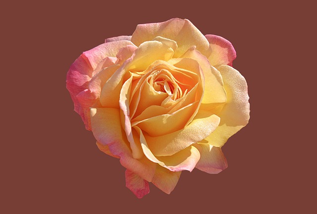 Free Rose Garden Bad Kissingen photo and picture