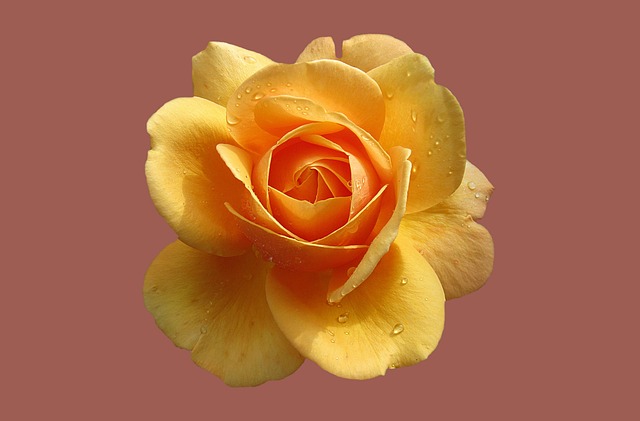 Free Rose Garden Bad Kissingen photo and picture