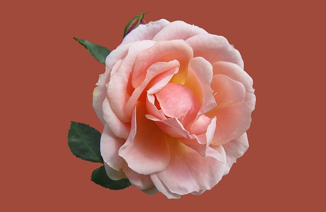Free Rose Garden Bad Kissingen photo and picture