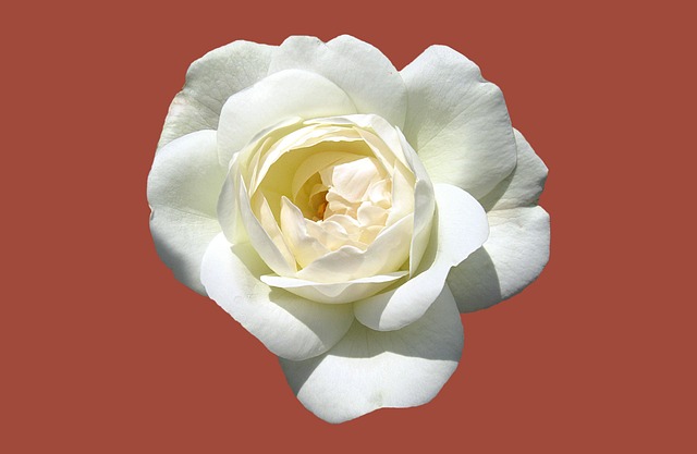 Free Rose Garden Bad Kissingen Rose Flower photo and picture