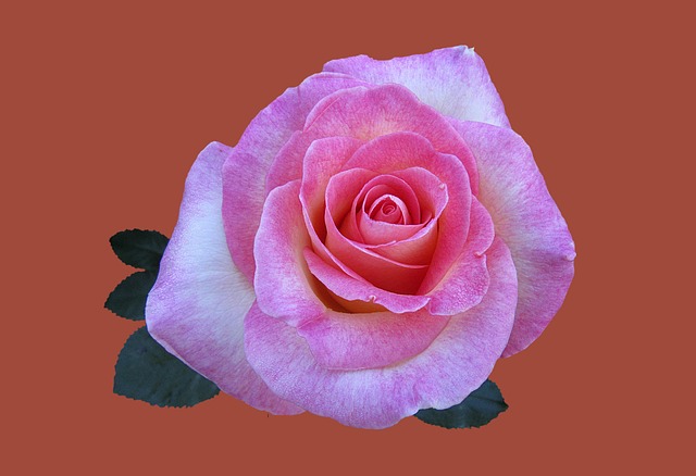 Free Rose Garden Bad Kissingen photo and picture
