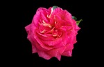 rosengarten bad kissingen, rose city bad kissingen, rose