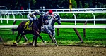 saratoga springs, new york, horses