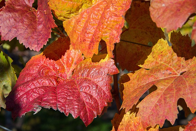 Free Fall Autumnal photo and picture