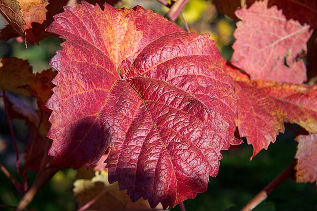 Free Fall Autumnal photo and picture