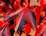 wine partner, wild vine leaves, plant