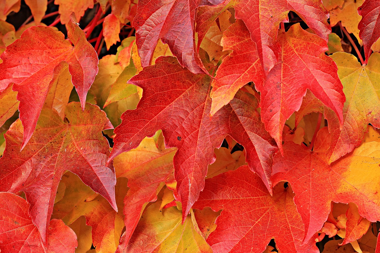 200 Kostenlose Laubbl tter Und Herbstbl tter Bilder Pixabay 200 Kostenlose Laubbl tter Und Herbstbl tter Bilder Pixabay