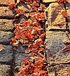 autumn, leaves, golden autumn