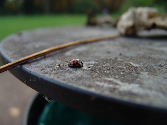 Free Cockchafer Blur photo and picture
