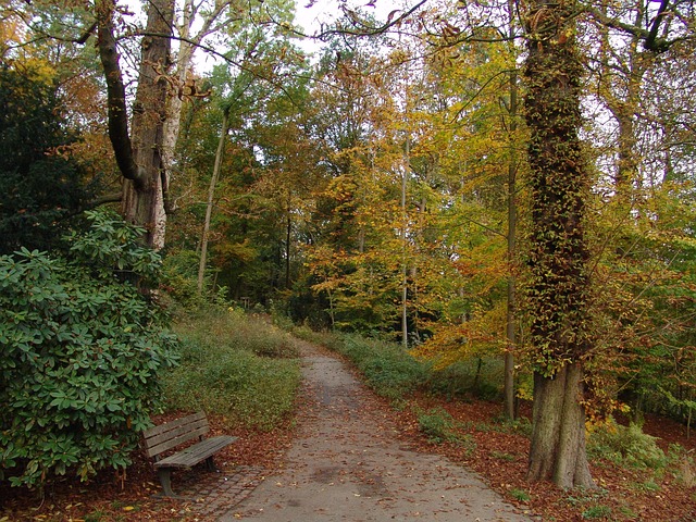 Free Fall Autumn Leaves photo and picture