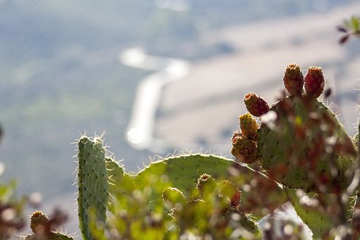 Tunas, Naturaleza, Planta, Panorama