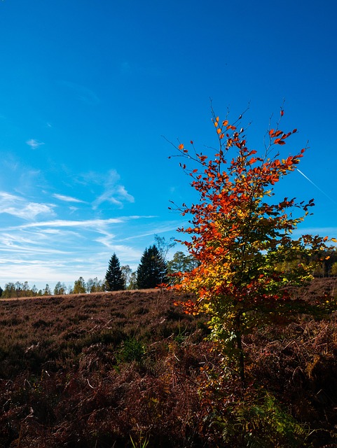 Free High Fens Eifel photo and picture